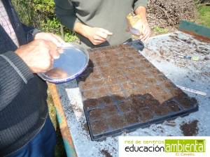 Preparando los semilleros