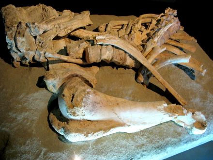 Elephas antiquus-Áridos 2 Arganda del Rey