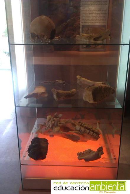 exposición fósiles