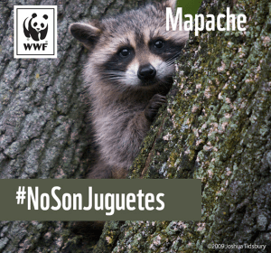 Mapache.-NoSonJuguetes