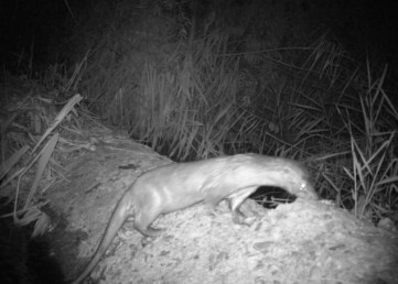 Fototrampeo en el Parque regional del Sureste  http://www.parqueregionalsureste.org 