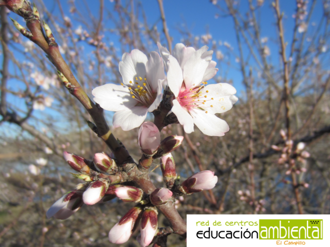 almendro