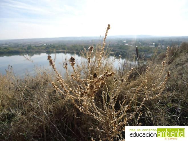 Copia (2) de plantilla_foto_campillo(1)