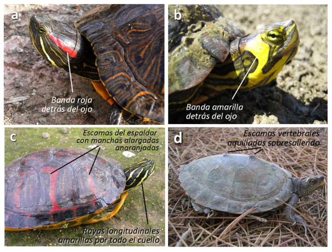 galapagos_identificacion_gr