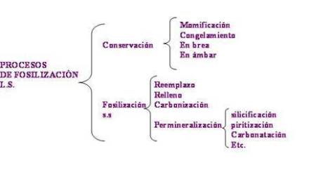 procesosfosili1