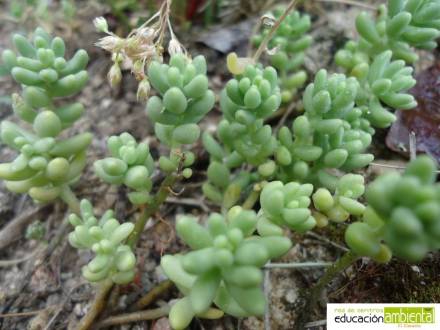 Sedum