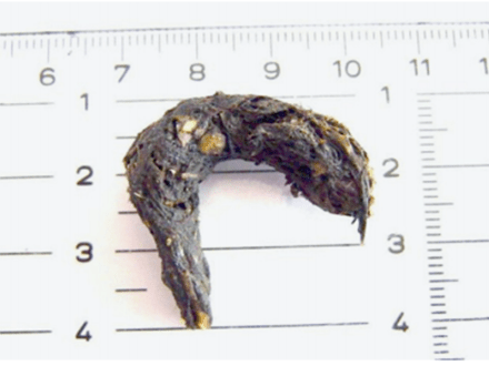 Excremento de visón europeo. Obsérvese la forma puntiaguda de uno de sus extremos . Fuente: http://www.secem.es/wp-content/uploads/2014/08/15_Neovison_vison_y_Mustela_lutreola_web.pdf