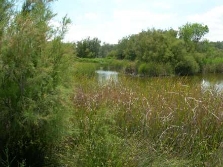 Laguna grande 13-VI-07