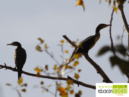 cormoranes