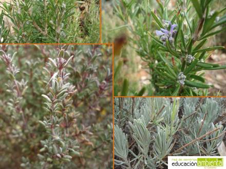 composicion aromaticas