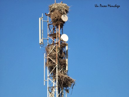 Un Paseo Manchego - Cotorra Argentina - Tánger - Africa