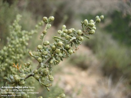 Santiago Gonzalez Torregrosa