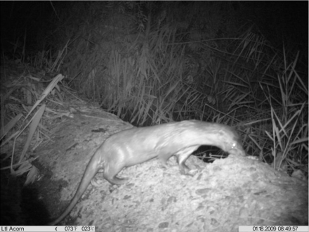 nutria.conejeria.prs