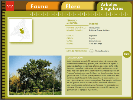 ficha.arbol.singular