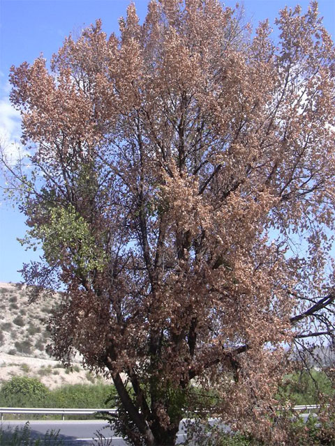 grafiosis-olmo-jpg_230333098