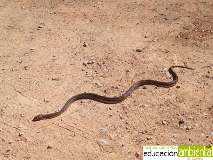 culebra.escalera.adulto