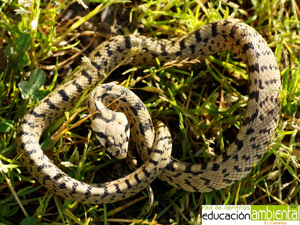 culebra.escalera.juveneil