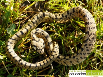 culebra.escalera.juveneil