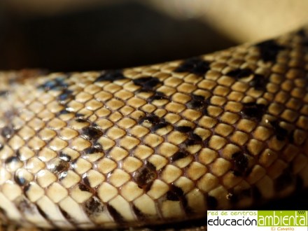 escamas.culebra.escalera.juveneil