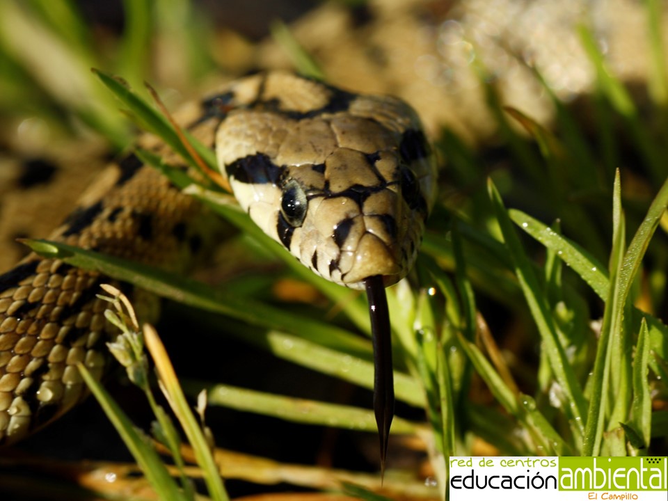 lengua.culebra.escalera.juveneil