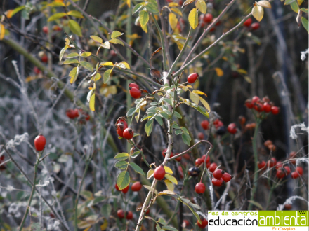 rosalsilvestrehojasfrutos