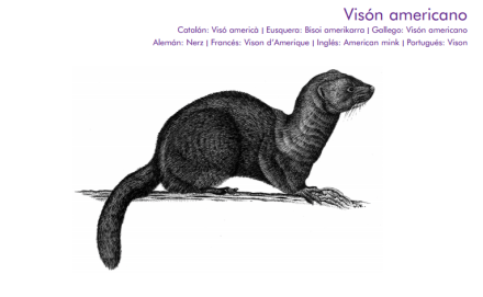 Visón americano