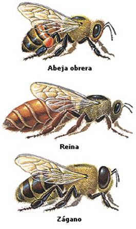 abeja-reina