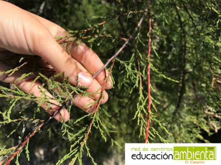 detalle ramitas con logo