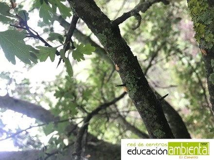 majuelo espina con logo