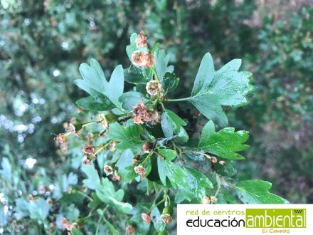 majuelo hoja con logo