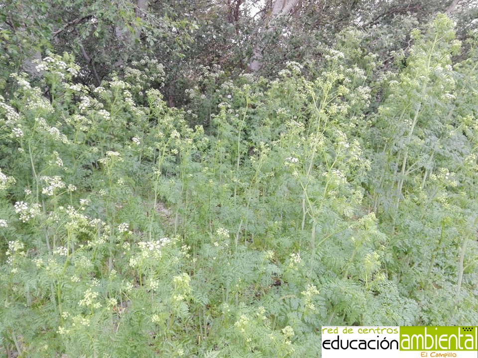 plantilla_foto_campillo_reducida