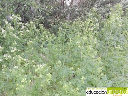 plantilla_foto_campillo_reducida