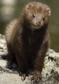 ce_eei_vison_americano