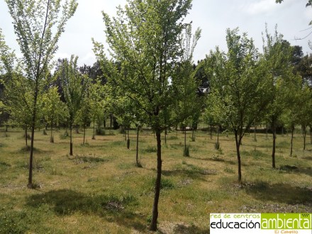 foto campo ensayo olmo