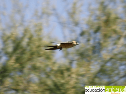golondrina.sobrevolando.campillo
