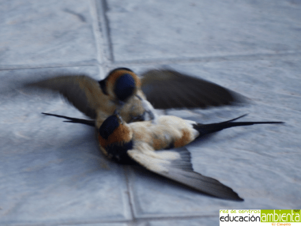 lucha.entre.individuos.golondrina.daurica