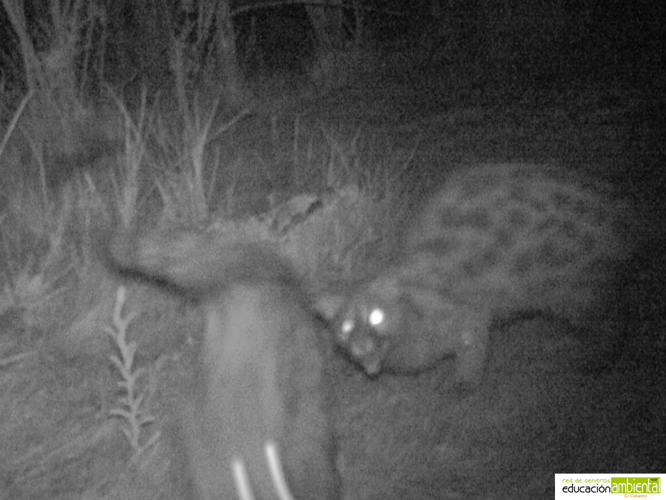 plantilla_folllto_campillo horizontal