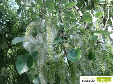 plantilla_foto_campillo