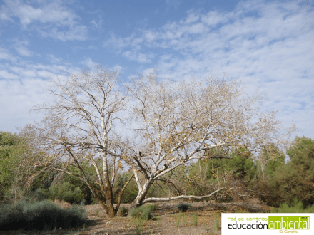 plantilla_foto_campillo