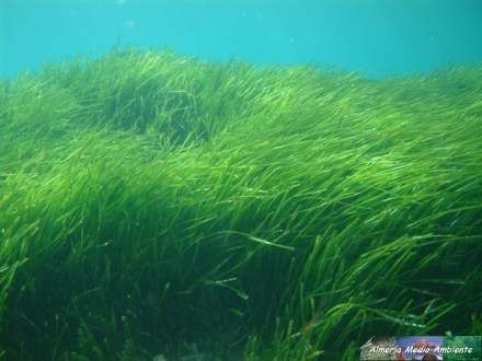 posidonia-oceanica