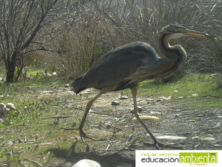garza.con.lagarto.en.pico