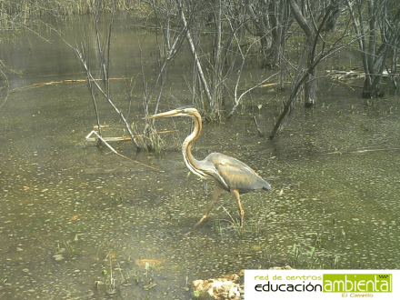 garza.en.el.agua