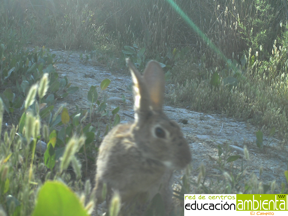 conejo