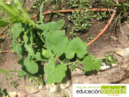 planta de calabaza de la huerta caracol