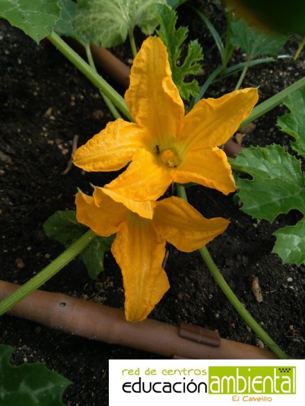 Flor de cucurbitácea