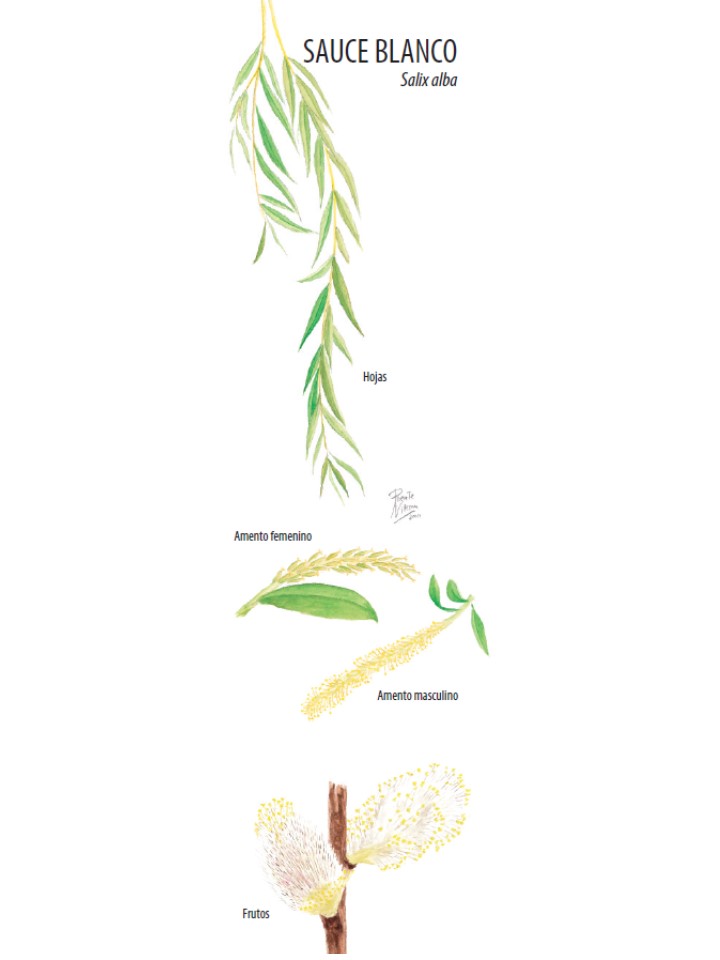 ilustracion sauce