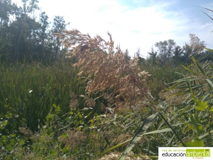 Inflorescencia carrizo