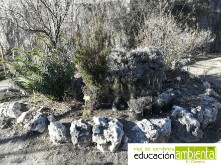 bancal de aromáticas