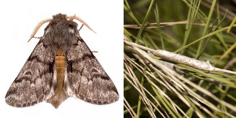 Macho y puesta de procesionaria