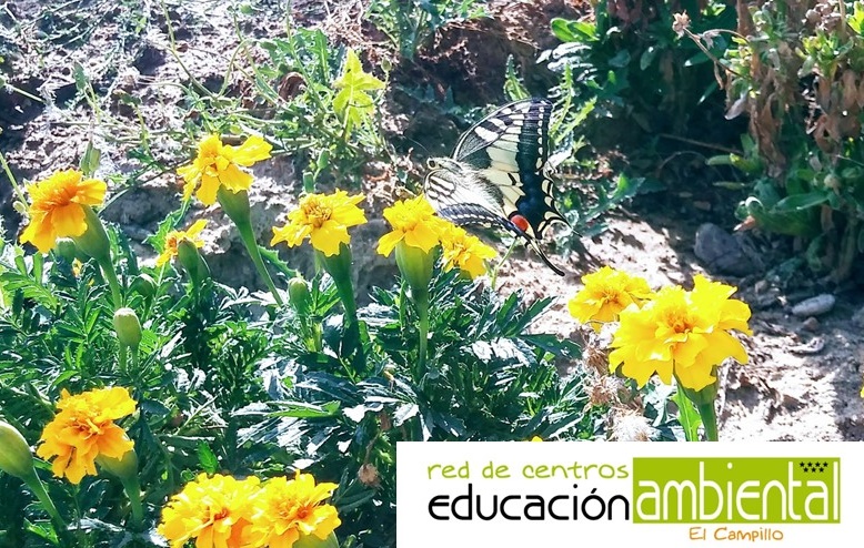 plantilla_foto_campillo horizontal5